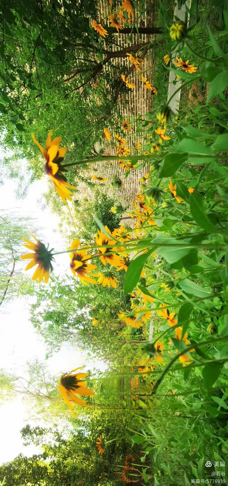 随拍夏天的小美好